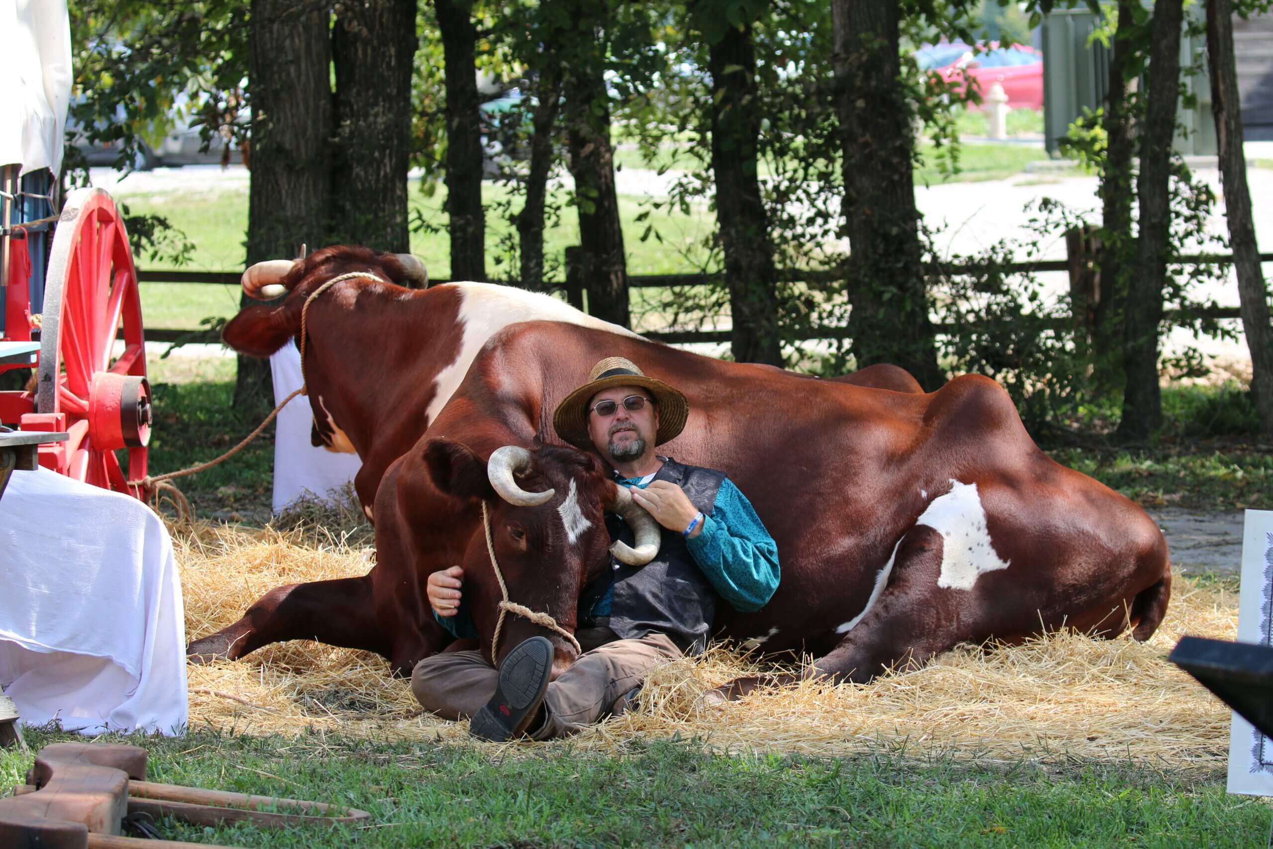 Farmer laying with cow